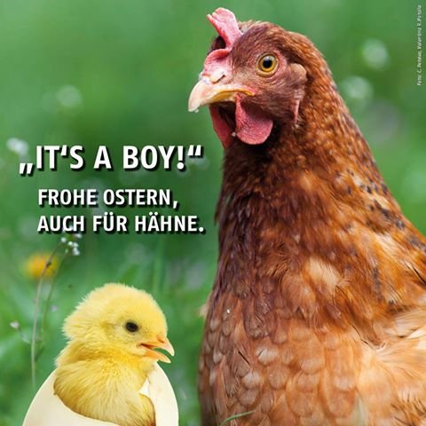 Frohe Ostern – auch für Hühner und Hähne