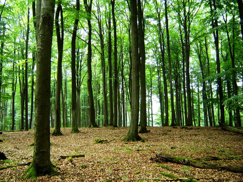 Waldbegehung mit Karl-Heinz Knörr