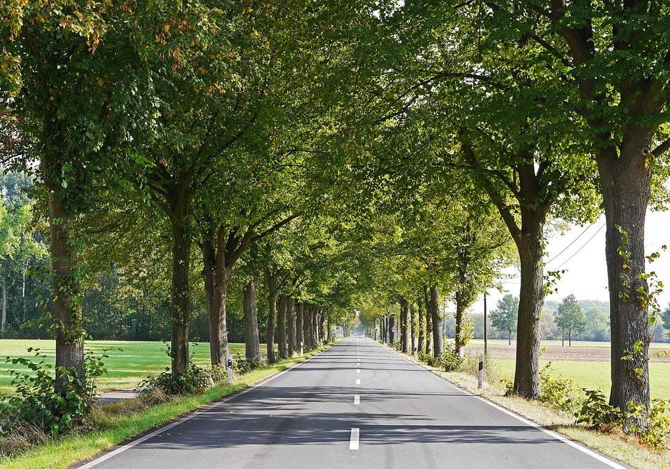 Erhalt des Naturdenkmals "Lindenallee zwischen Wartenberg und Schröding"