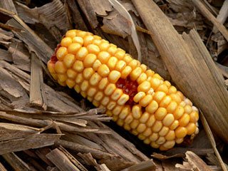Dorfener Grüne diskutieren über Agrarpolitik