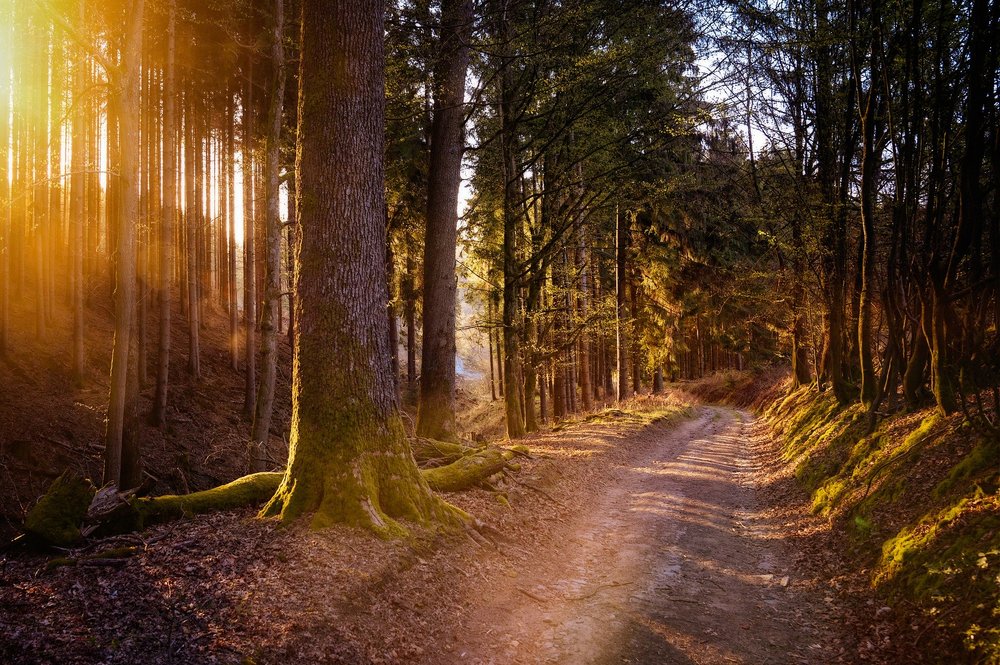 Waldwanderung: Wald mit Zukunft!